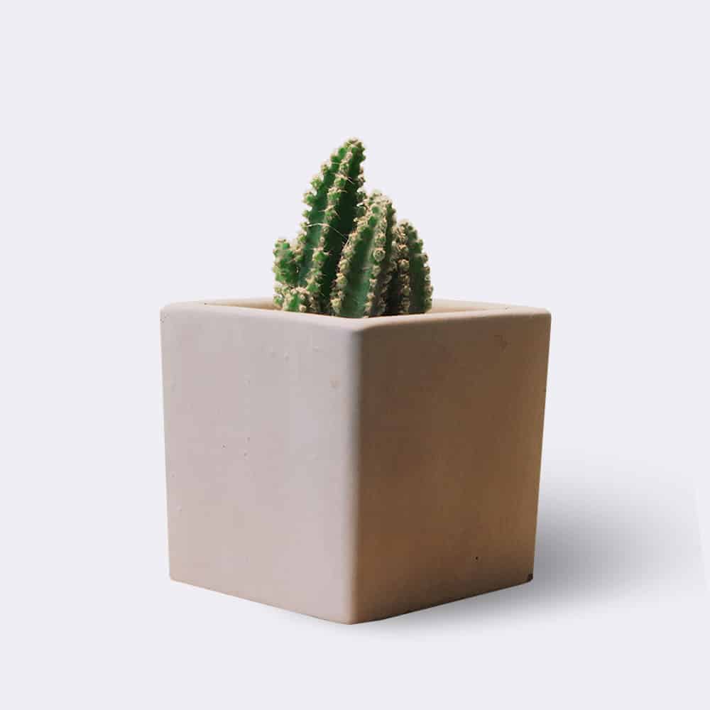 cactus2-free-img.jpg